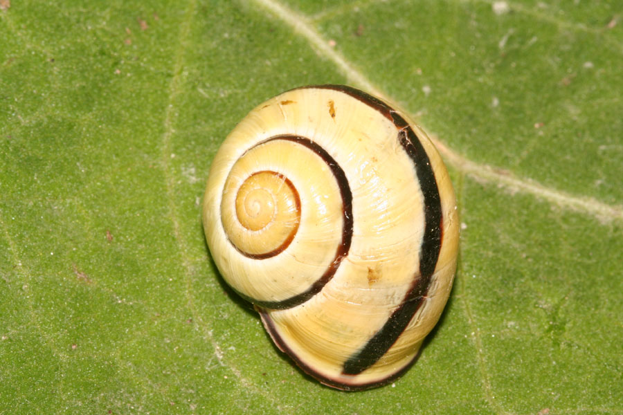 Babbaluci dolomitici